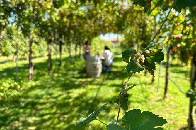 2 Guests Private Prosecco Road Tour All Inclusive from Venice - Why the Prosecco Road makes a worthwhile day trip