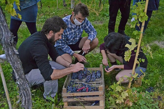 6 Wine Tasting in Valpolicella Classica: the cradle of Amarone - What comes with the three-wine tasting