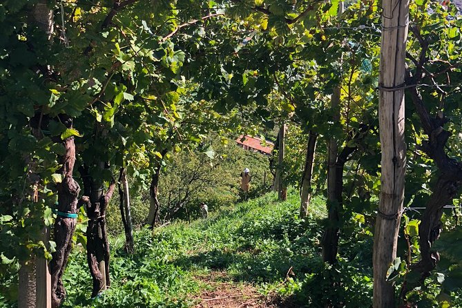 A Sparkling Day in the Prosecco Hills from Venice - The family osteria lunch in Pieve di Soligo