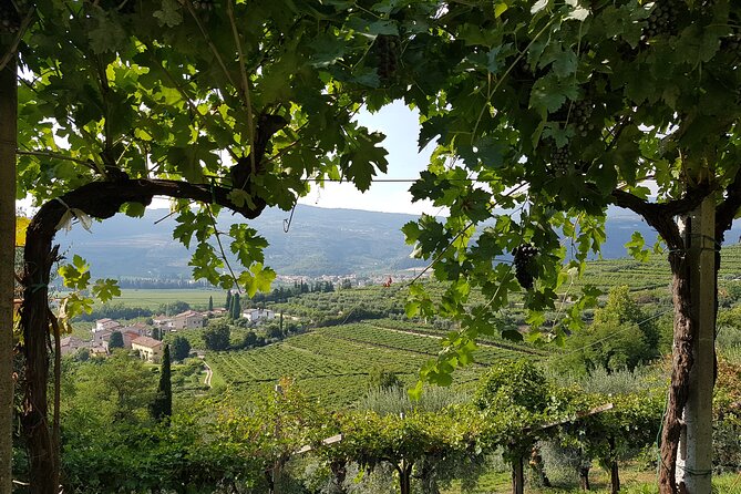 Amarone 2005 Wine Experience - Key points to know before you book
