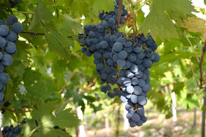 Amarone Della Valpolicella Wine Experience - Meet the Vogadori Family - Is the $41.94 price good value?