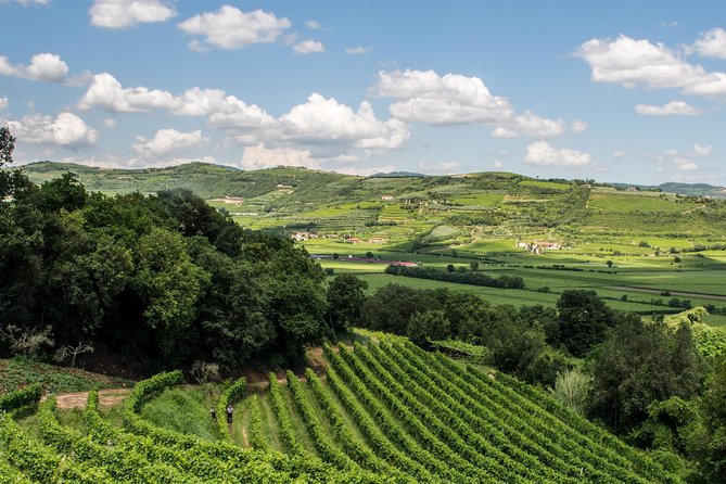 Amarone & Soave Wine Tour with Sommelier – Visit Verona - Valpolicella and the Amarone tasting
