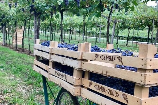 Amarone-Valpolicella tour. Visit Verona. From Venice - Key Points to Know Before Booking