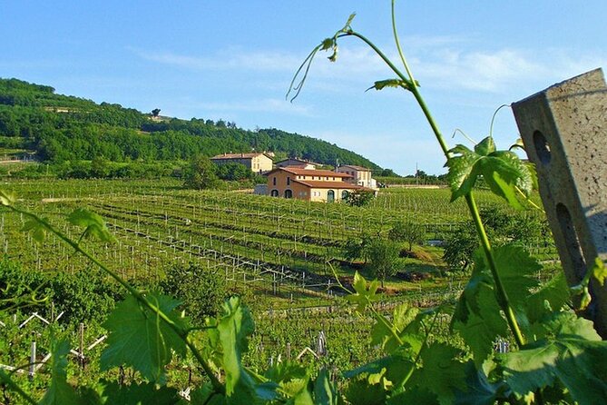 Amarone-Valpolicella tour. Visit Verona. From Venice - Four Wines, Four Different Expressions