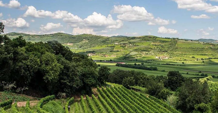 Amarone Wine Tasting Tour. Visit Verona. From Venice - Key points to know before booking