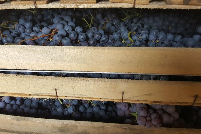 Amarone Wine Tour (all-inclusive full day with lunch and expert wine guide) - Why Valpolicella makes sense from Venice