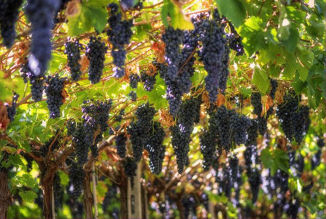 Amarone Wine Tour & Tasting from Venice, Padua or Verona - Key points to know before booking