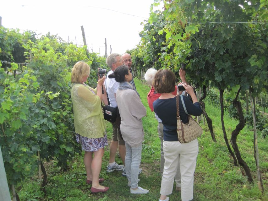 Amarone Wine Tour & Tasting from Venice, Padua or Verona - Why Valpolicella makes a good day from Verona, Venice, or Padua
