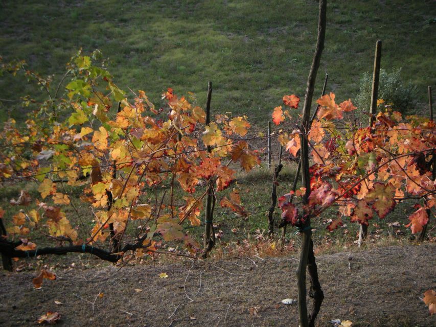 Amarone Wine Tour & Tasting from Venice, Padua or Verona - Lunch at a traditional trattoria