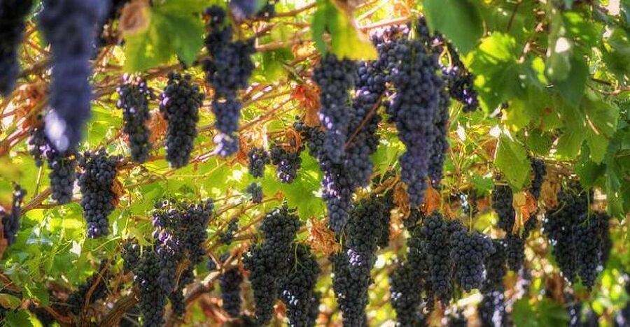 Amarone Wine Tour & Tasting from Venice, Padua or Verona - The first cantina and the five-wine introduction