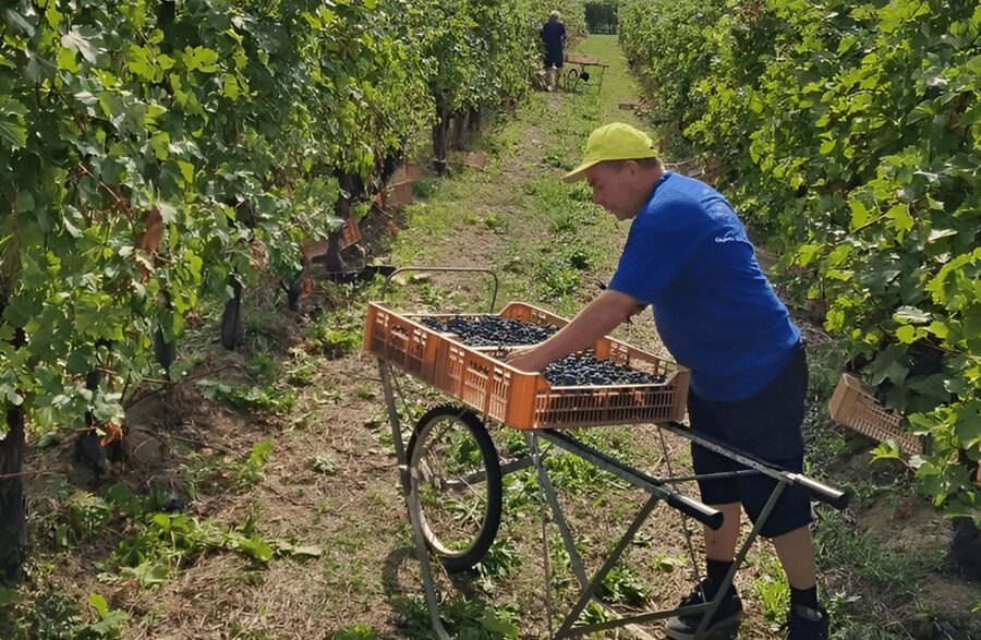 Boutique Winery Tour & Tasting in Valpolicella - Cheese, cured meats, and the value of the tasting