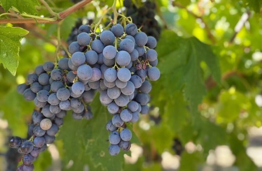 Boutique Winery Tour & Tasting in Valpolicella - The Renato Casaro movie poster museum