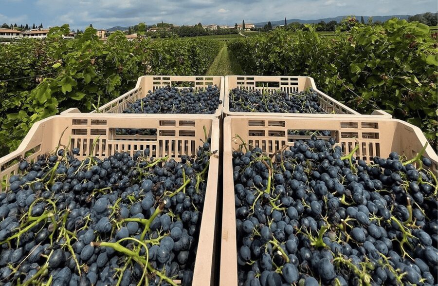 Boutique Winery Tour & Tasting in Valpolicella - Practical booking advice for a smooth visit