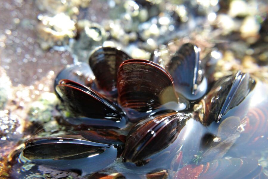 Chioggia: discover aquaculture techniques in a typical boat - Mussel farming from seed to harvest