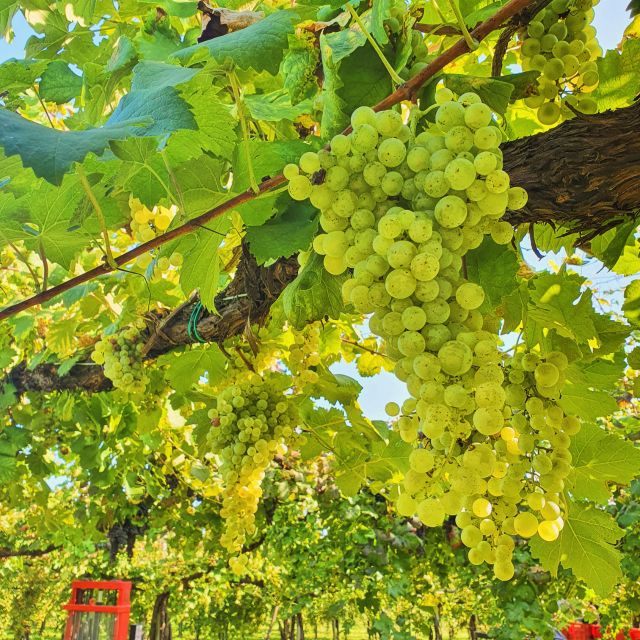 Conegliano: Prosecco Hills and Vineyards tour - How the 90-minute schedule fits a Veneto itinerary