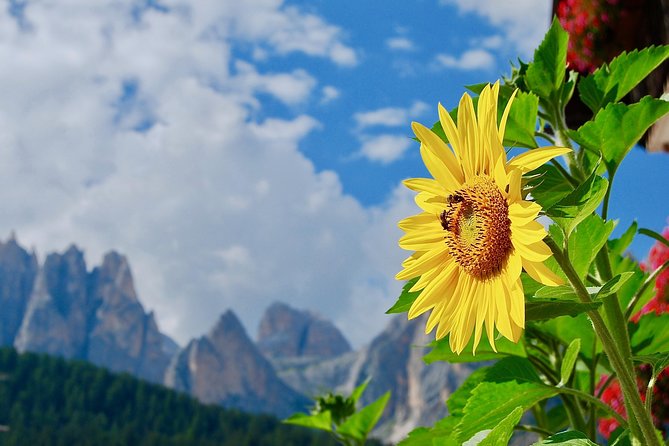 Cortina & Dolomites Small Group full Day tour from Venice - Why this day trip makes sense from Venice