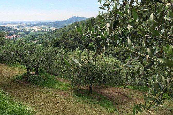 DA Abano and Montegrotto: Oil and Wine Tour of the Euganean Hills - Guides who add local context
