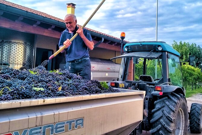 DA Padova: Wine tour in the Euganean Hills - What happens during the wine tasting