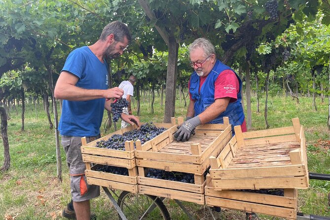 Discover the Amarone wine: 1 winery with delicious food pairing - Key points at a glance