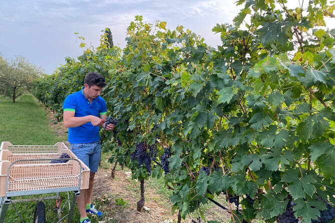 Discover the Amarone wine: 1 winery with delicious food pairing - Is $132.45 a fair price?