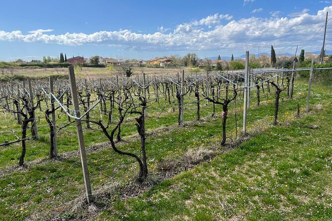 E-Bike tour with stop in the cellar in the Bardolino area - Massimo’s small-group guiding style