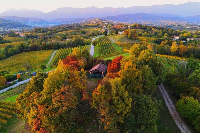 Exclusive Tour of the Vineyards with Visit to the Cellar! - Meeting Marco or Sara