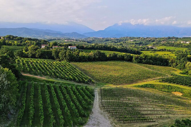 Exclusive Tour of the Vineyards with Visit to the Cellar! - Entering the restored Invisible Cellar