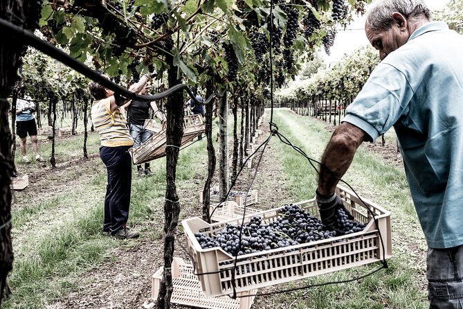 Food and Wine Tasting in Valpolicella - From cellar craft to concrete amphorae