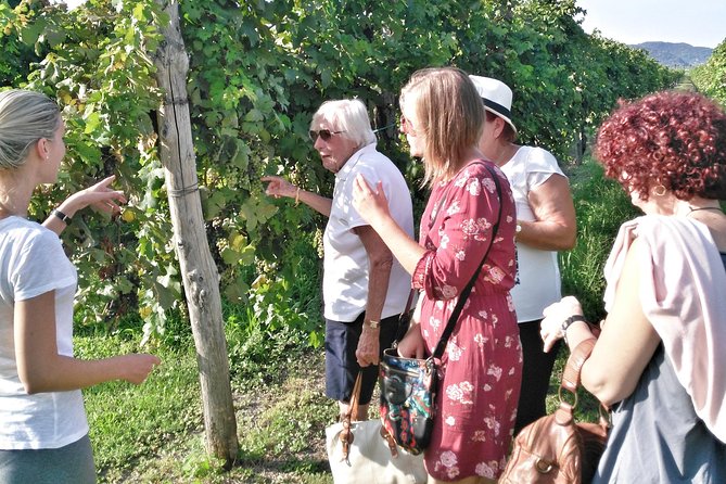 From Padua: Olive Oil & Wine in the Euganean Hills - Is $156.20 a fair price?