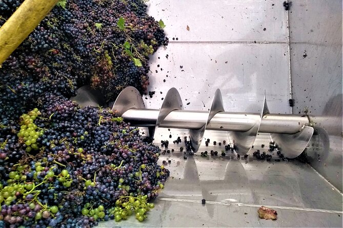 From Padua: Olive Oil & Wine in the Euganean Hills - Who will enjoy this half-day outing?