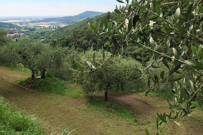 From Padua: Olive Oil & Wine in the Euganean Hills - My verdict on the Euganean Hills tour