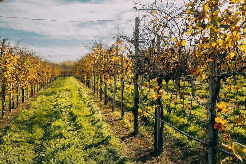 From Venice: Prosecco Hills and Wine Tasting Tour - Valdobbiadene: vines, family producers, and a first tasting