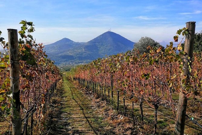 From Venice: Wine Tour in the Euganean Hills - Key points to know before booking