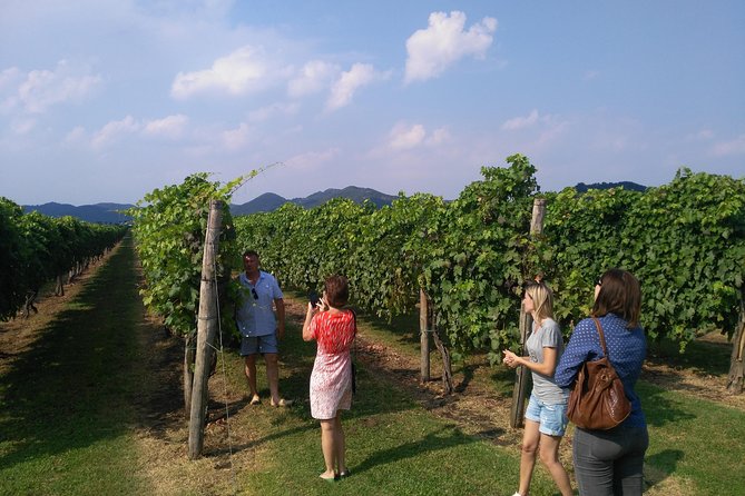 From Venice: Wine Tour in the Euganean Hills - Is $208.50 per person good value?