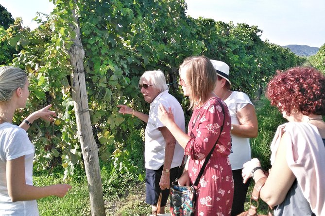 From Venice: Wine Tour in the Euganean Hills - Timing, weather, and practical details