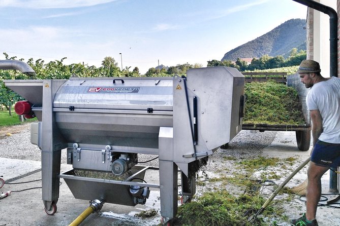From Venice: Wine Tour in the Euganean Hills - Who should book this wine outing?