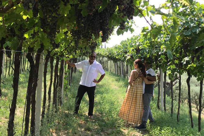 From Verona: Prosecco & Classic method sparkling wine tour, with light lunch - Why the Colli Berici makes this tour different
