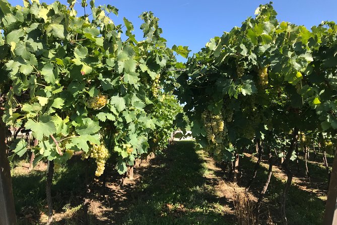 From Verona: Prosecco & Classic method sparkling wine tour, with light lunch - Transport, group size, and the meeting point