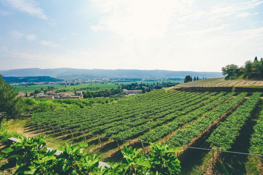 From Verona: Valpolicella and Amarone Wine Tasting Tour - Second tasting: small-cellar character and local pairings