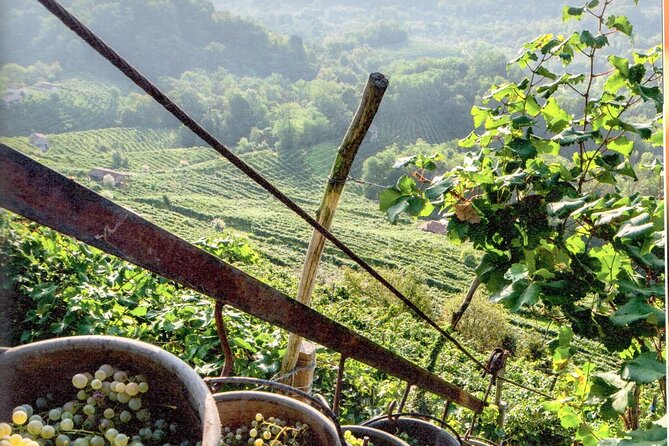 Full Day Wine Tour and Tasting in the Prosecco Region - Weather, age, and who should book