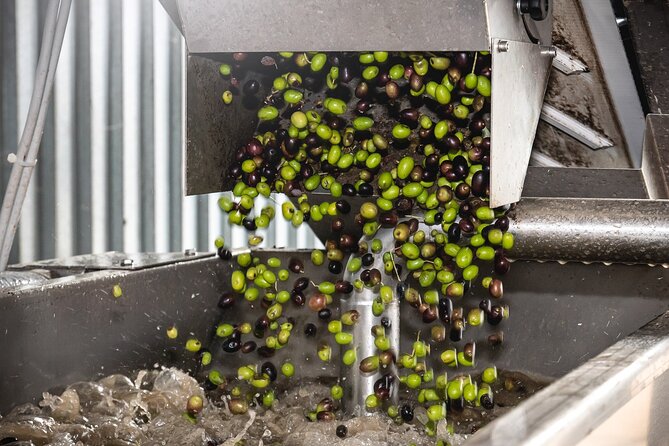 Lake Garda Olive Oil Tour and Tasting Experience - Four Garda Oils, Four Ways to Taste