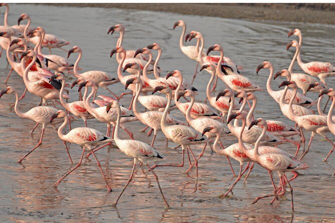 Lio Piccolo: Flamingos & Birdwatching Bike Tour in the Lagoon - At a glance