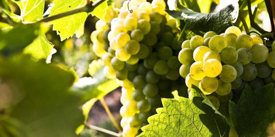Lugana Wine Tour With Private Panoramic Boat on Lake Garda - What the private format adds