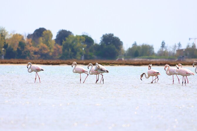 Nature Kayak Tour: Exploring Europe’s Largest Lagoon - Why kayaking gives you a better view of Venice
