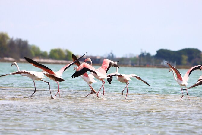 Nature Kayak Tour: Exploring Europe’s Largest Lagoon - The phone rule and the photographs