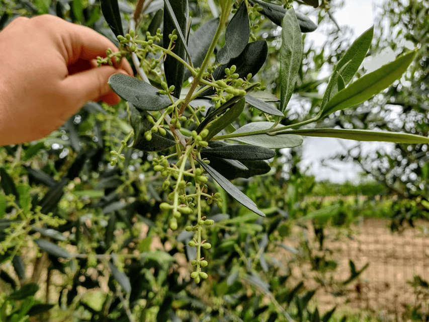 Olive Mill Tour and Tasting in the Padua Hills - The 45-minute tour, from olives to oil