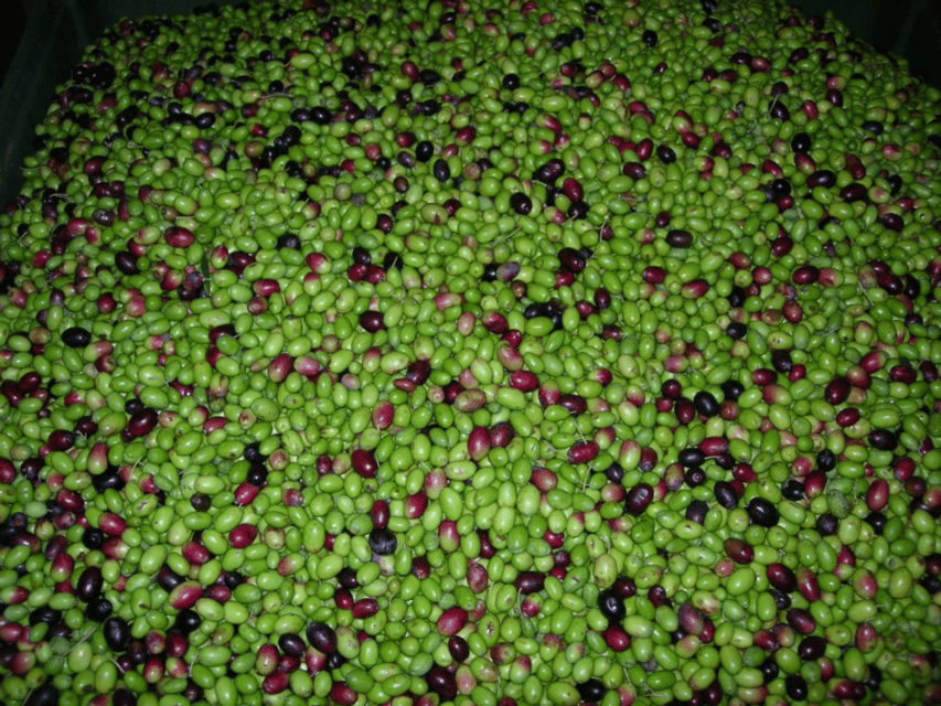Olive Mill Tour and Tasting in the Padua Hills - Planning the visit from Padua