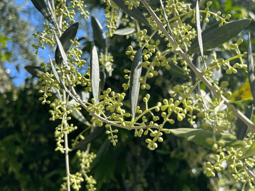 Olive Mill Tour and Tasting in the Padua Hills - Practical details before you book