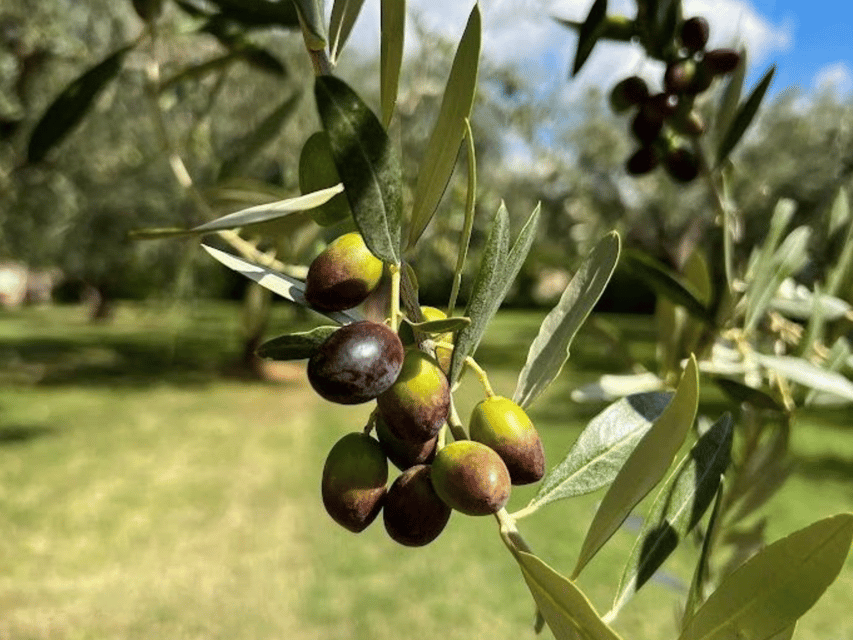 Olive Mill Tour and Tasting in the Verona Countryside - Who will enjoy this most