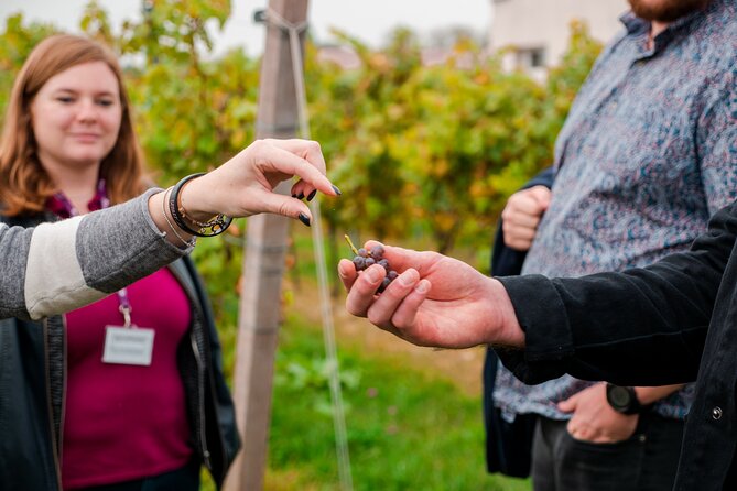 Pagus Wine Tours® - Sirmione by boat and Amarone - Full day tour - A quick walk through Sirmione’s old center